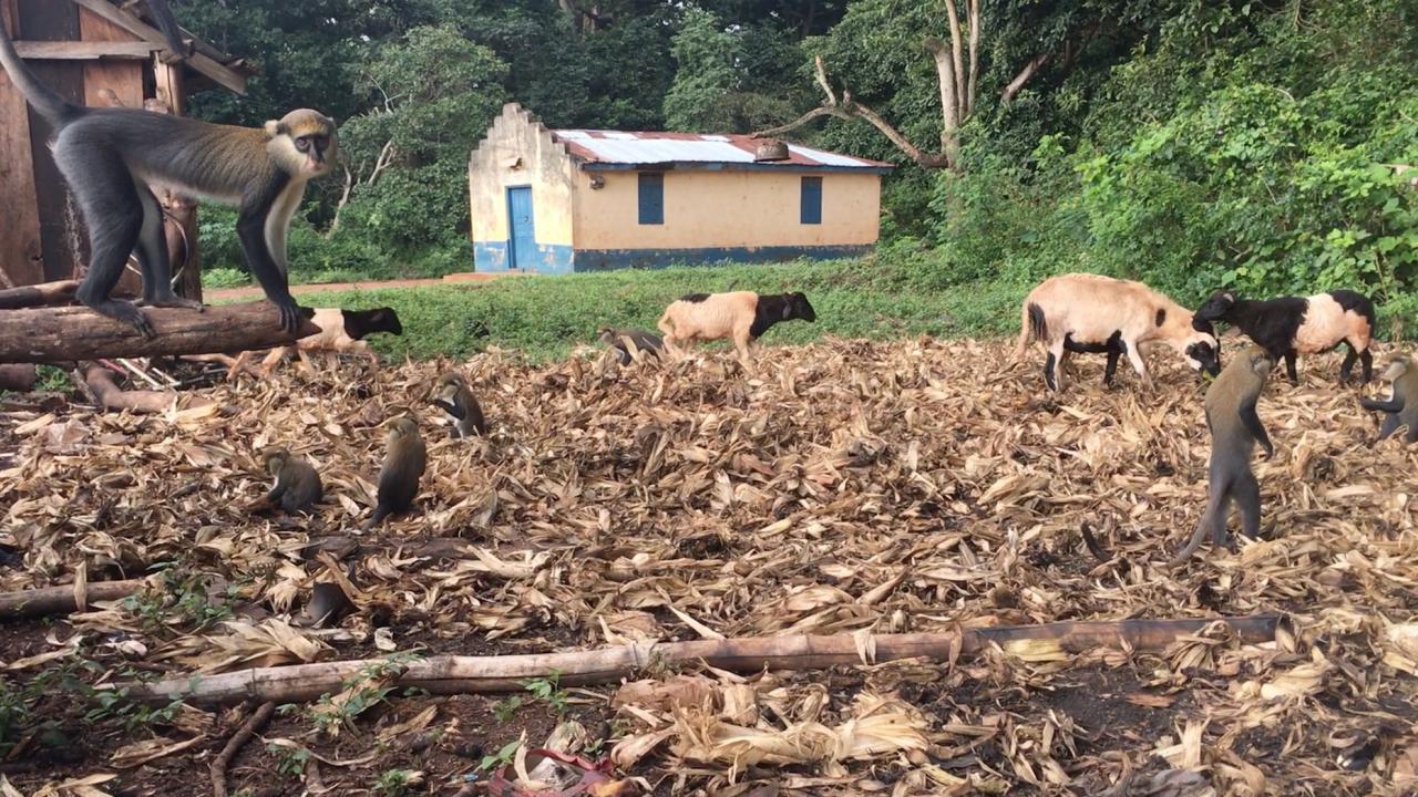 Group of variety of animals pictured in the wild