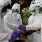 Scientists sample a bat as part of disease surveillance.